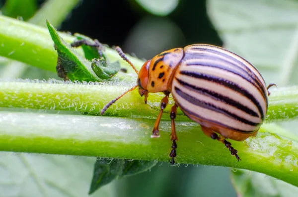 Escarabajo de la papa de Colorado arrastrándose sobre las ramas de la patata —  Fotos de Stock