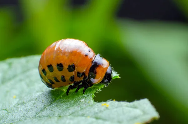 Red larva of the Colorado potato beetle eats potato leaves — Stock Photo, Image