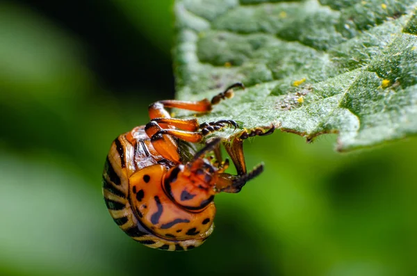 Colorado potato beetle eats green potato leaves