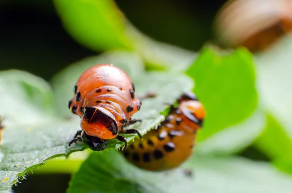 Red larva of the Colorado potato beetle eats potato leaves — Stock Photo, Image