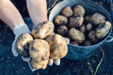 Eldivenli bir çiftçi bahçede patates odunları tutuyor.