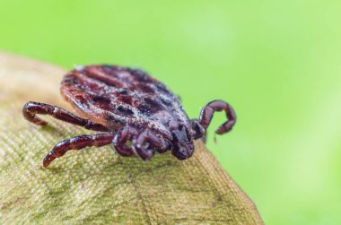 Bir kuru yaprak, tehlikeli parazit ve enfeksiyonların bir taşıyıcı akar oturur