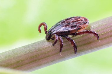 Tehlikeli bir parazit ve bir taşıyıcı kene enfeksiyon dal