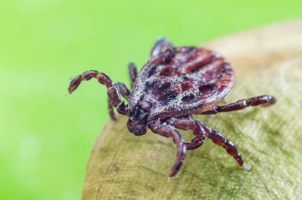 Tungau duduk di atas daun kering, parasit berbahaya dan pembawa infeksi — Foto Stok Gratis