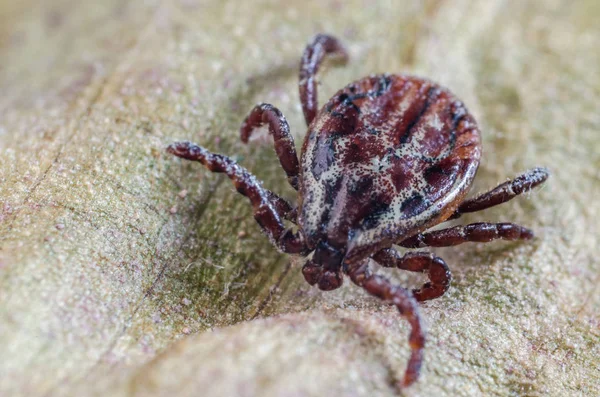 De mijt zit op een droog blad, gevaarlijke parasiet en drager zijn van infecties — Stockfoto