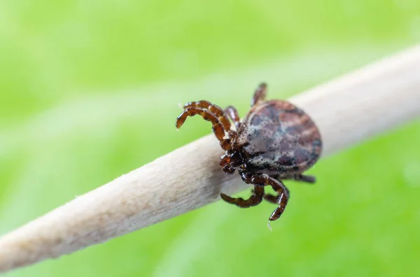 Un parásito peligroso y un portador de infección por ácaros en una rama — Foto de Stock