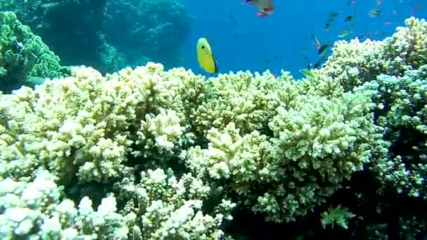 Renkli Bir Mercan Resifi Tropikal Balık Sürüsü Kızıldeniz Mısır — Stok video