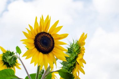 Ayçiçeği çiçekleri gökyüzüne yakın