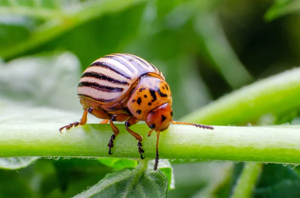 Coloradokever kruipen op de takken van aardappel — Stockfoto