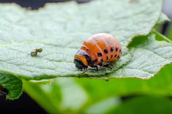 Red larva of the Colorado potato beetle eats potato leaves — Stock Photo, Image