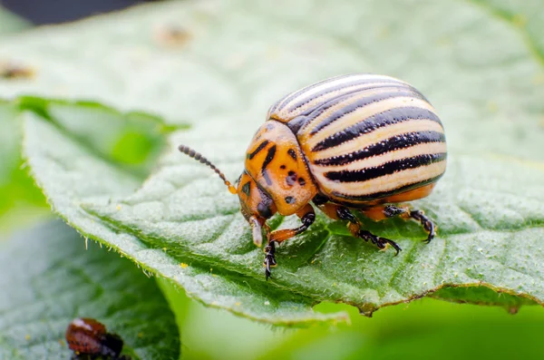 Colorado potato beetle crawling on potato leaves — Stock Photo, Image