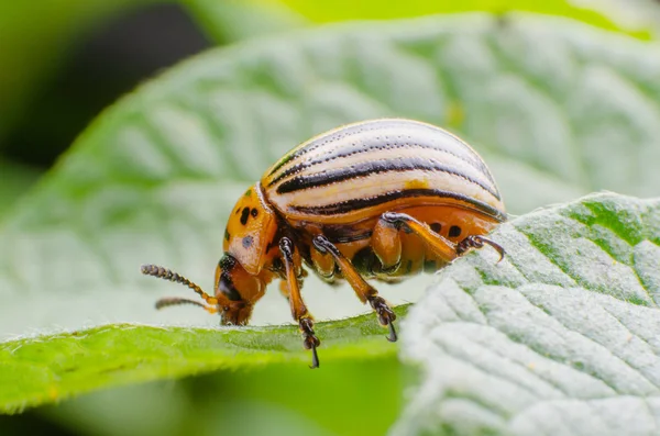 Coloradokever eet groene aardappel bladeren — Stockfoto