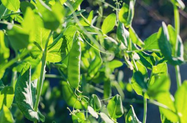 Bahçede yeşil bezelye kabukları yetişiyor.