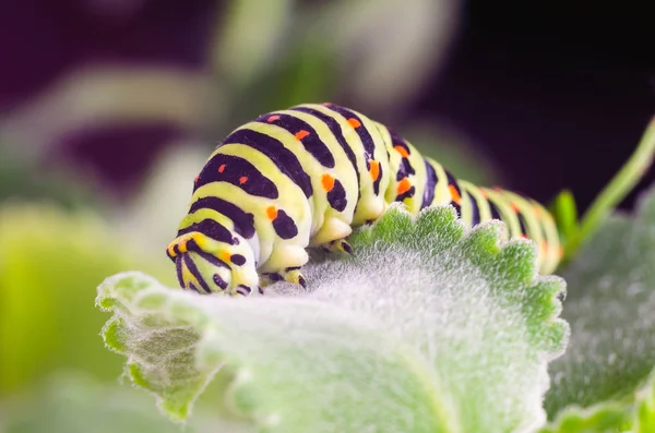 Machaon 'un Caterpillar 'ı yeşil yaprakların üzerine sürünüyor, yakın çekim — Stok fotoğraf