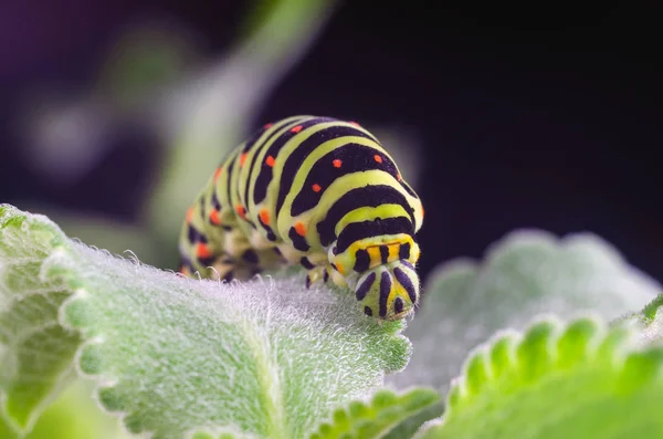 Raupe des auf grünen Blättern kriechenden Machaons, Nahaufnahme — Stockfoto