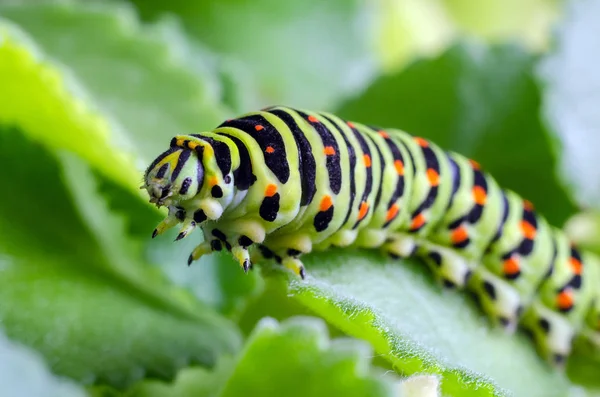 Raupe des auf grünen Blättern kriechenden Machaons, Nahaufnahme — Stockfoto