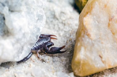 Akrep bir taşın altında saklanıyor, yakından