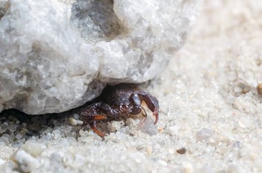 Akrep bir taşın altında saklanıyor, yakından