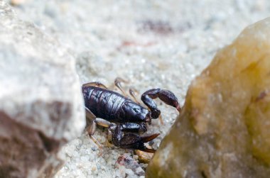 Akrep sürüngenler kum üzerinde Kapat