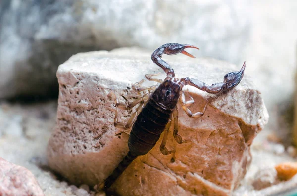 Скорпион сидит на камне вблизи — стоковое фото