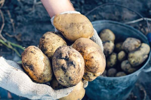 A farmer in gloves holds potato tubers in the garden