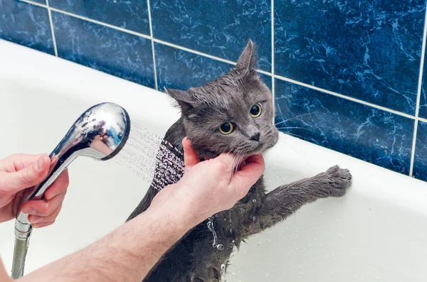 Koupání šedé kočky v koupelně — Stock fotografie