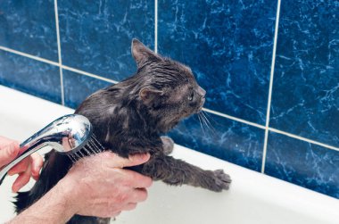 Banyoda gri bir kedi yıkıyor.