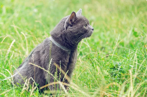 Retrato de un gato gris en la hierba — Foto de Stock