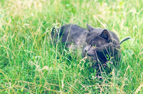 Portrait of a gray cat in the grass — Stock Photo, Image