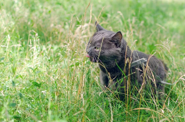 Retrato de un gato gris en la hierba — Foto de Stock