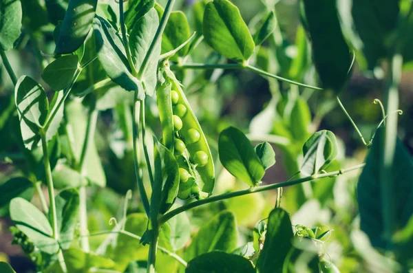 Vagens de ervilhas verdes crescem no jardim — Fotografia de Stock