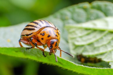 Colorado Patates böceği yeşil patates yaprakları yiyor
