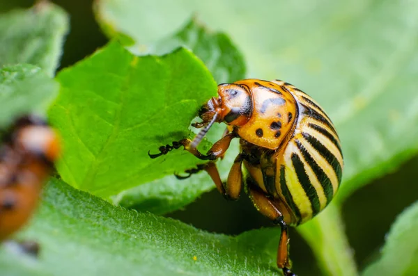 Colorado potato beetle eats green potato leaves — Stock Photo, Image