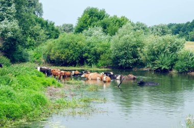 Bir sürüsi nehirde yıkanır ve su içer.