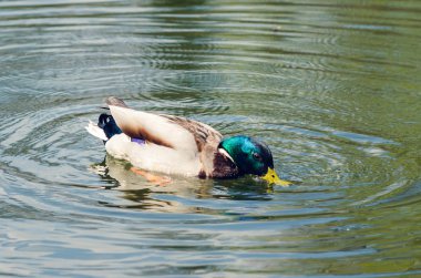 Güzel vahşi ördek gölette yüzer.