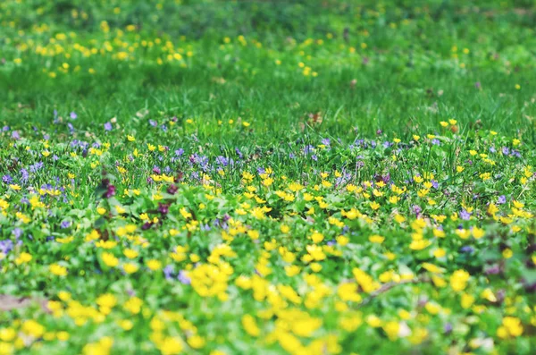 Flores silvestres violetas e amarelas em grama verde, fundo — Fotografia de Stock