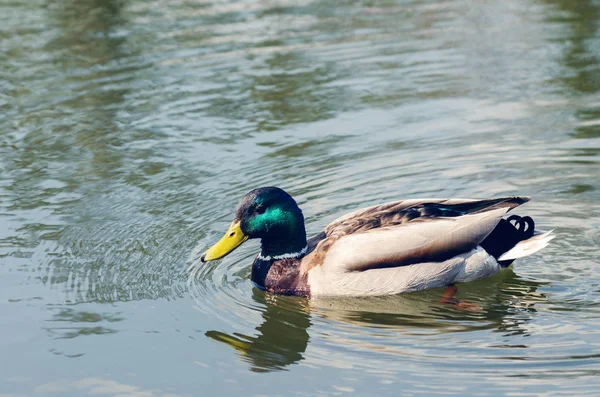 Beau canard sauvage nage dans l'étang. — Photo