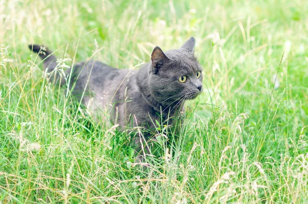 Retrato de un gato gris en la hierba — Foto de Stock