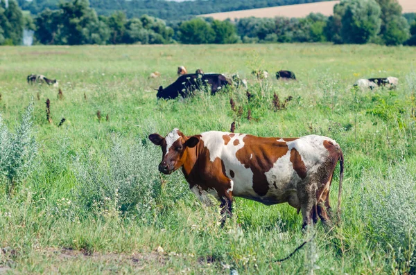 Špinavé krávy jsou v poli na zelené trávě — Stock fotografie