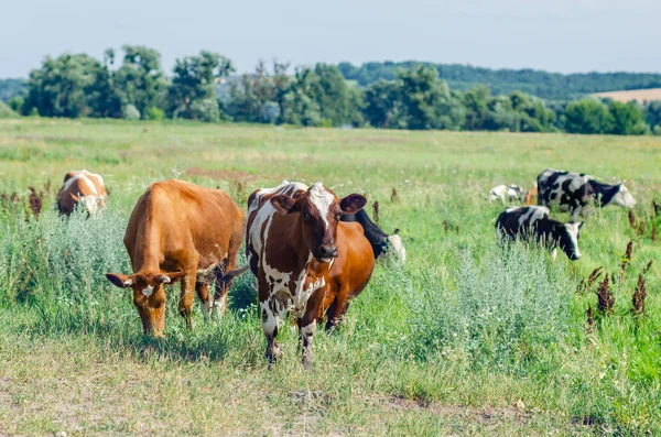 Dreckige Kühe grasen auf einem Feld auf grünem Gras lizenzfreie Stockfotos