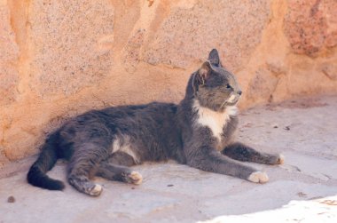 Yerde yatan kirli sokak kedisi
