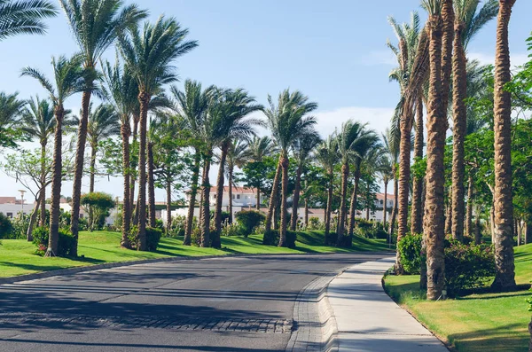 Pálmafák az út mentén a Vörös-tenger partján, Sharm el-Sheikh, Egyiptom — Stock Fotó