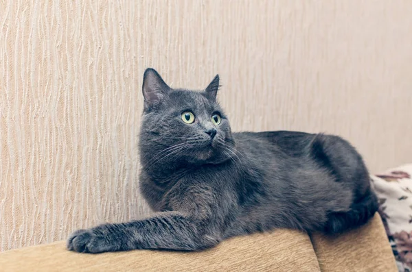Piękny szary kot spoczywającej na tylnej części sofy — Zdjęcie stockowe