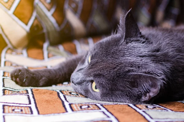 Beautiful gray cat resting on the couch stretching its front paw — Stock Photo, Image