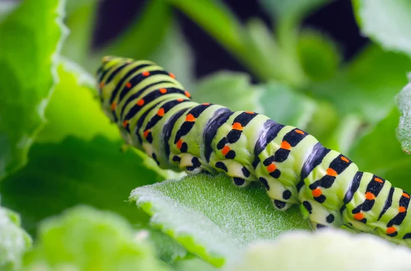 Caterpillar a machaon csúszó a zöld levelek, közelről — Stock Fotó