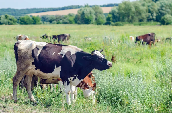 Krávy pasou na poli na zelené trávě — Stock fotografie