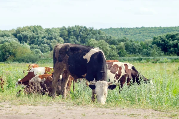 Krávy pasou na poli na zelené trávě — Stock fotografie