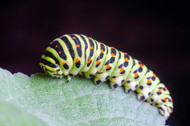 Machaon 'un Caterpillar 'ı yeşil yaprakların üzerine sürünüyor, yakın çekim