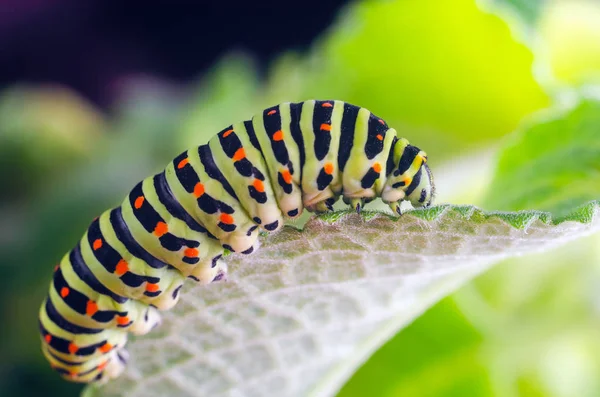 Oruga del Machaon arrastrándose sobre hojas verdes, primer plano —  Fotos de Stock