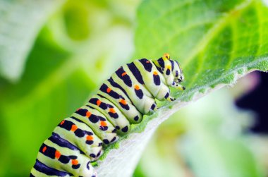 Machaon 'un Caterpillar 'ı yeşil yaprakların üzerine sürünüyor, yakın çekim